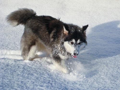 Malamute