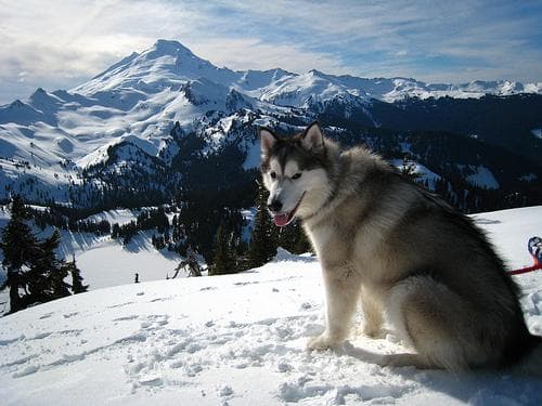 Malamute