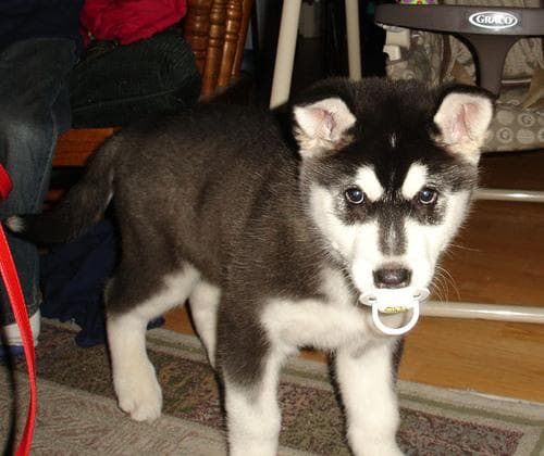 Malamute