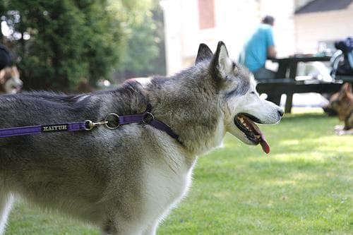 Malamute