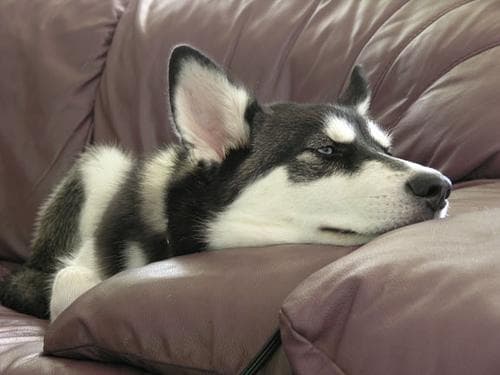 Malamute