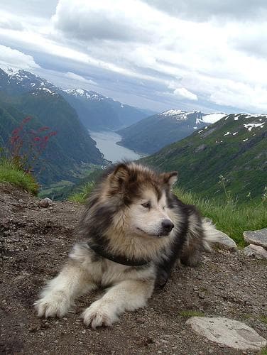 Malamute
