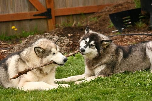 Malamute