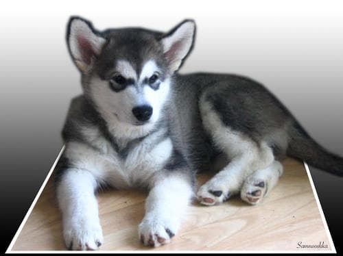 Malamute