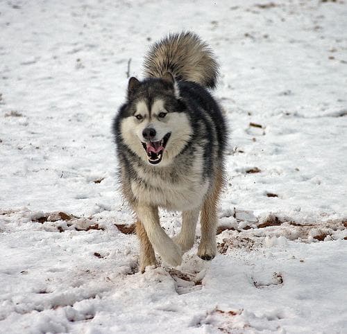 Malamute