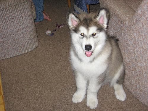 Malamute