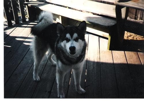 Malamute