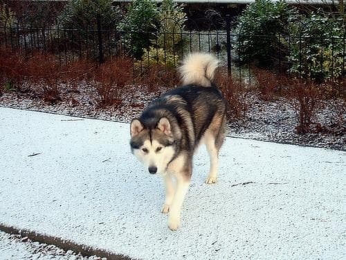 Malamute