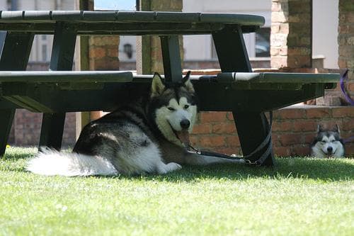 Malamute