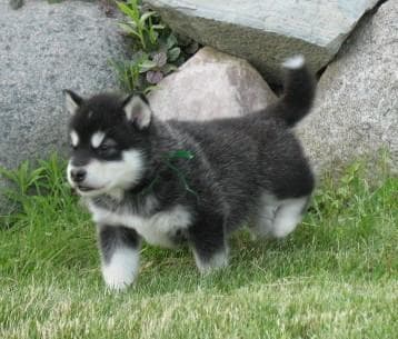 Malamute