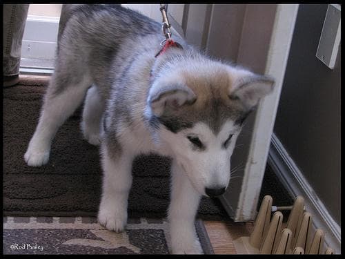 Malamute