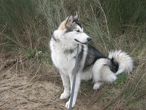 Malamute