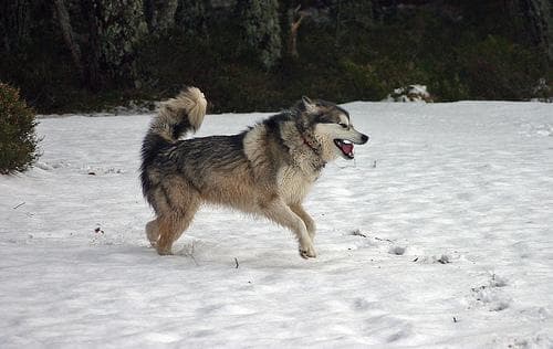 Malamute