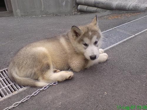 Malamute