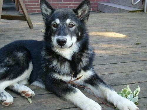 Malamute