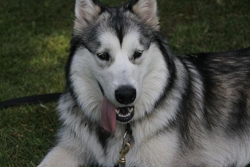 Malamute