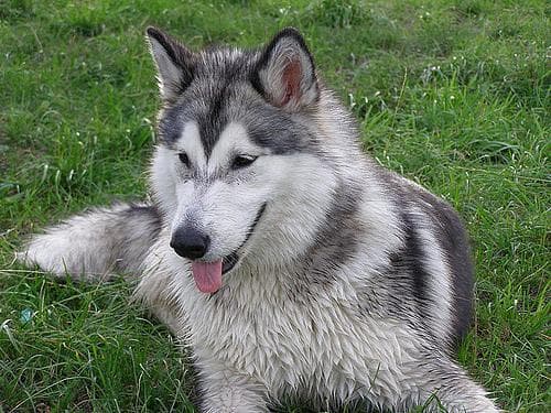 Malamute