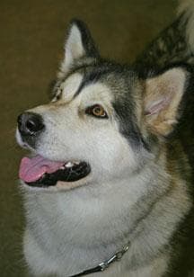 Malamute