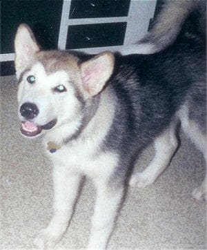 Malamute
