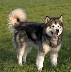 Malamute