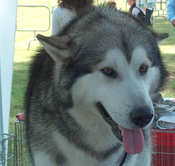 Malamute