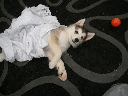 Malamute