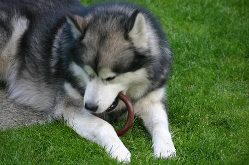 Malamute