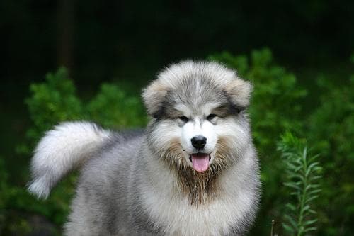 Malamute
