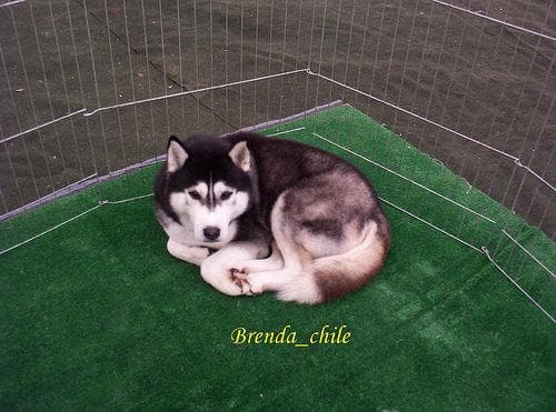 Malamute