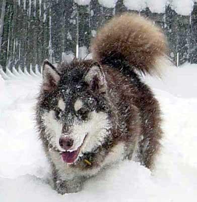 Malamute