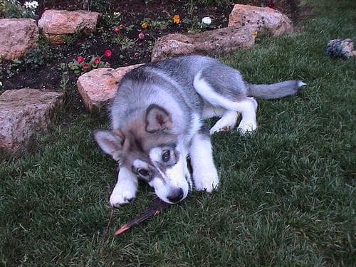 Malamute