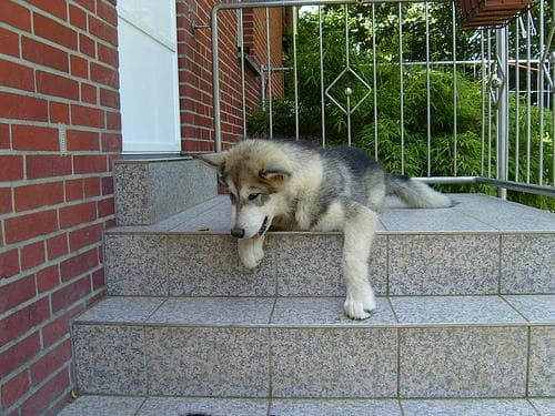 Malamute