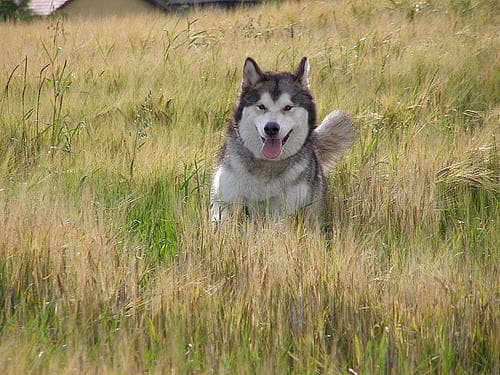 Malamute