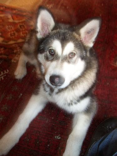 Malamute