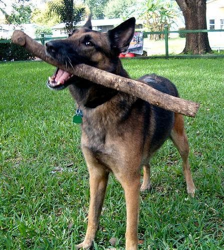 Malinois