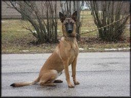 Malinois