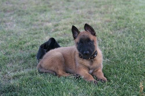 Malinois
