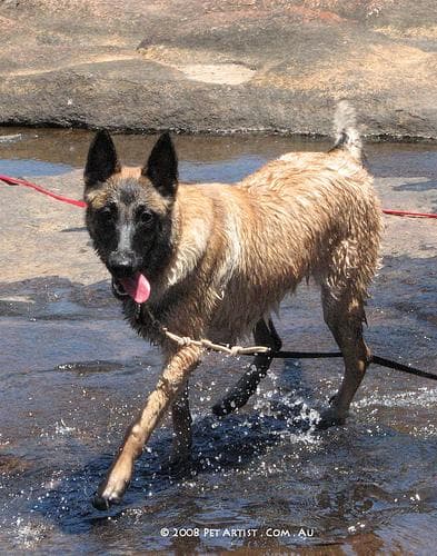 Malinois