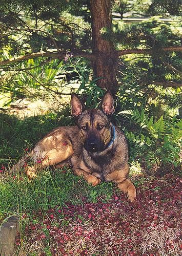 Malinois