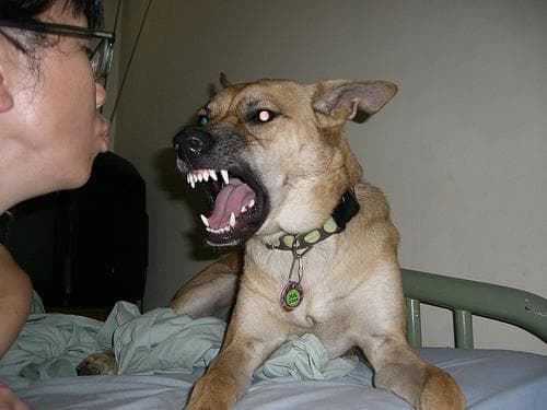 Malinois
