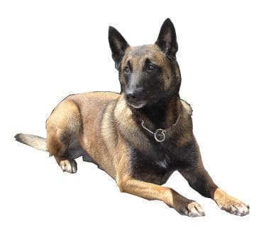 Malinois