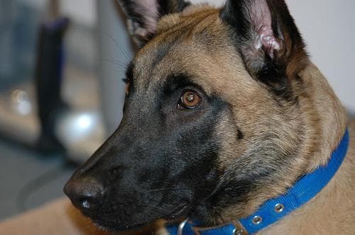 Malinois