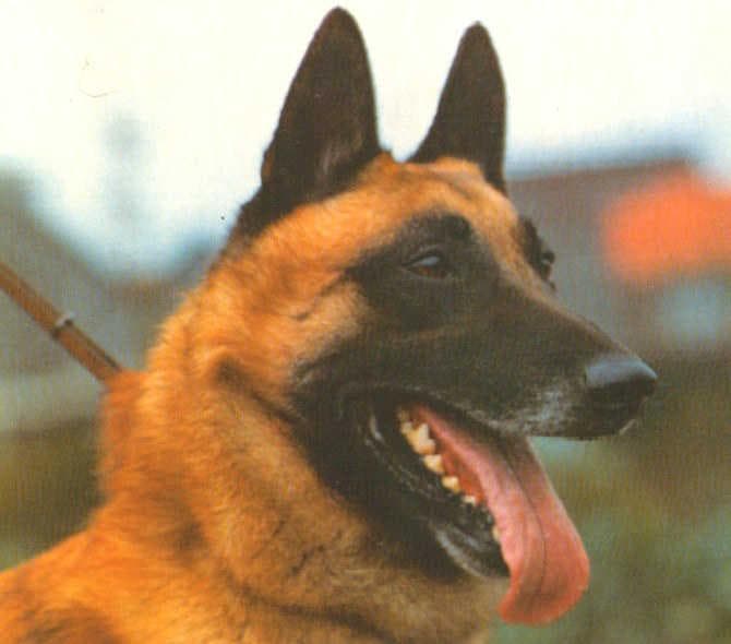 Malinois