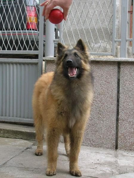 Malinois