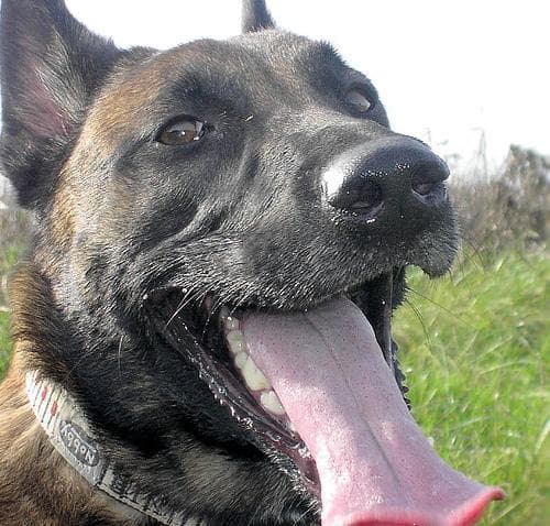 Malinois