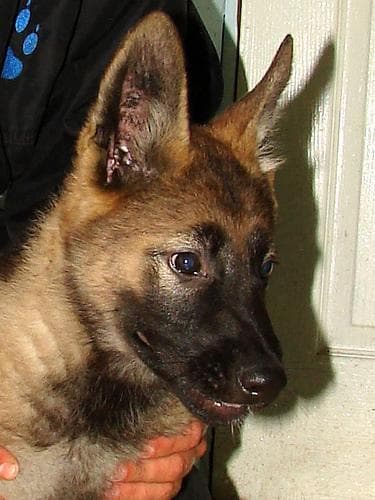 Malinois