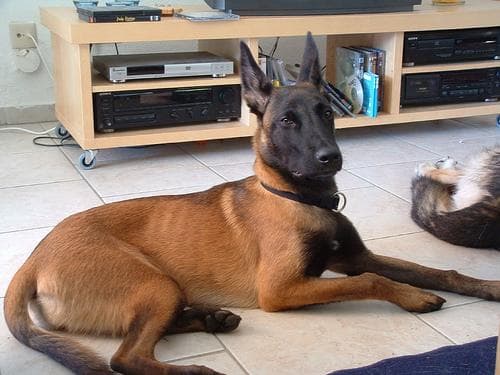 Malinois
