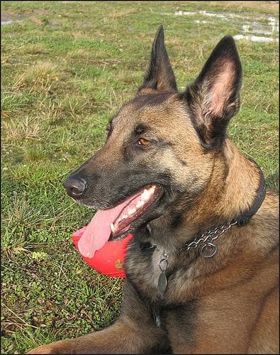 Malinois