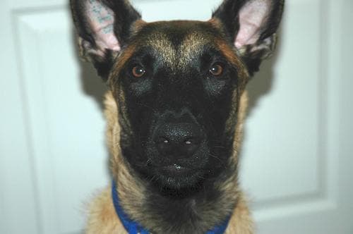 Malinois