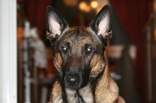 Malinois